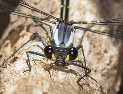 Austroargiolestes christine